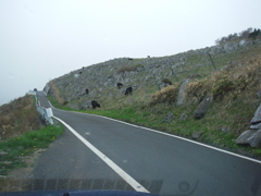 高知県　四国カルスト