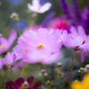 秋桜