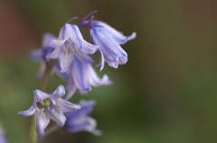 purple ladies 