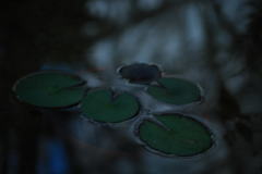 カエルの定位置。