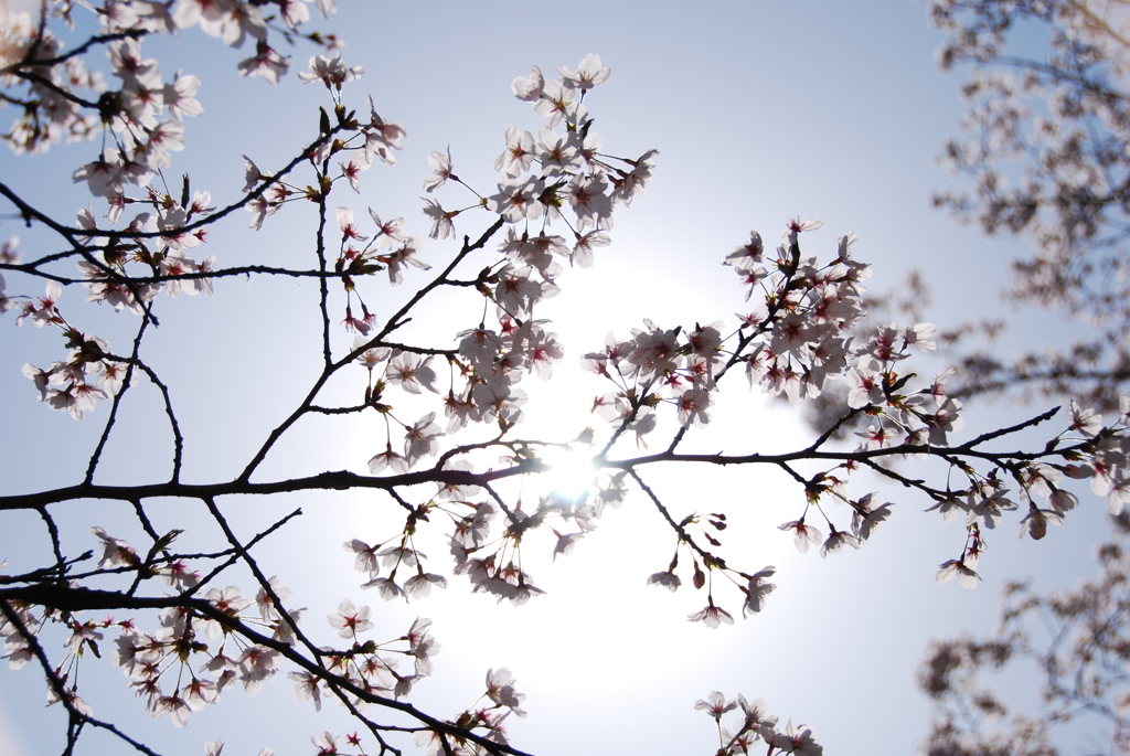 太陽と桜