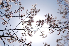 太陽と桜