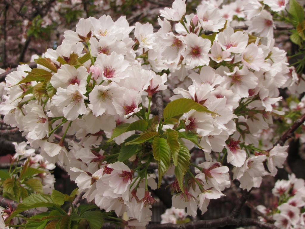 大島桜