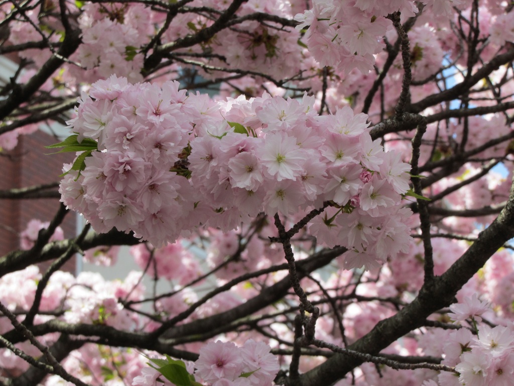 簪桜