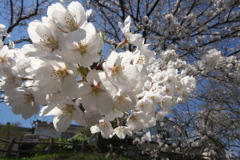 今年の桜はあっという間…①
