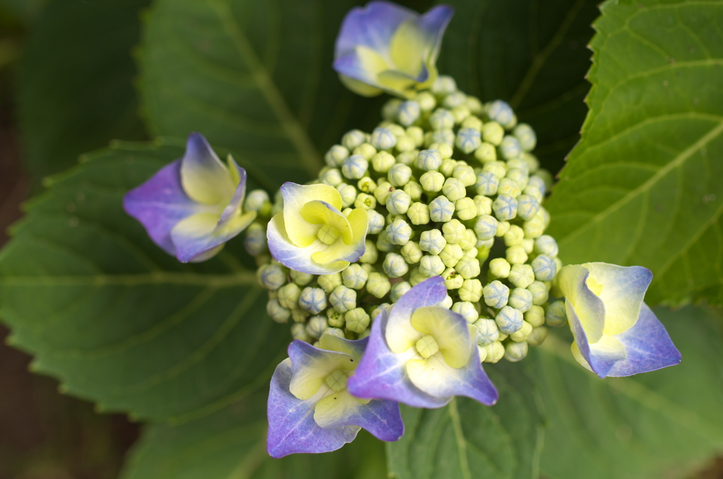 実家の紫陽花