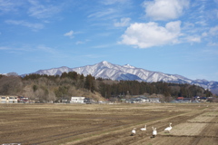 春を迎える太平山