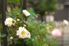 もう一度 小薔薇