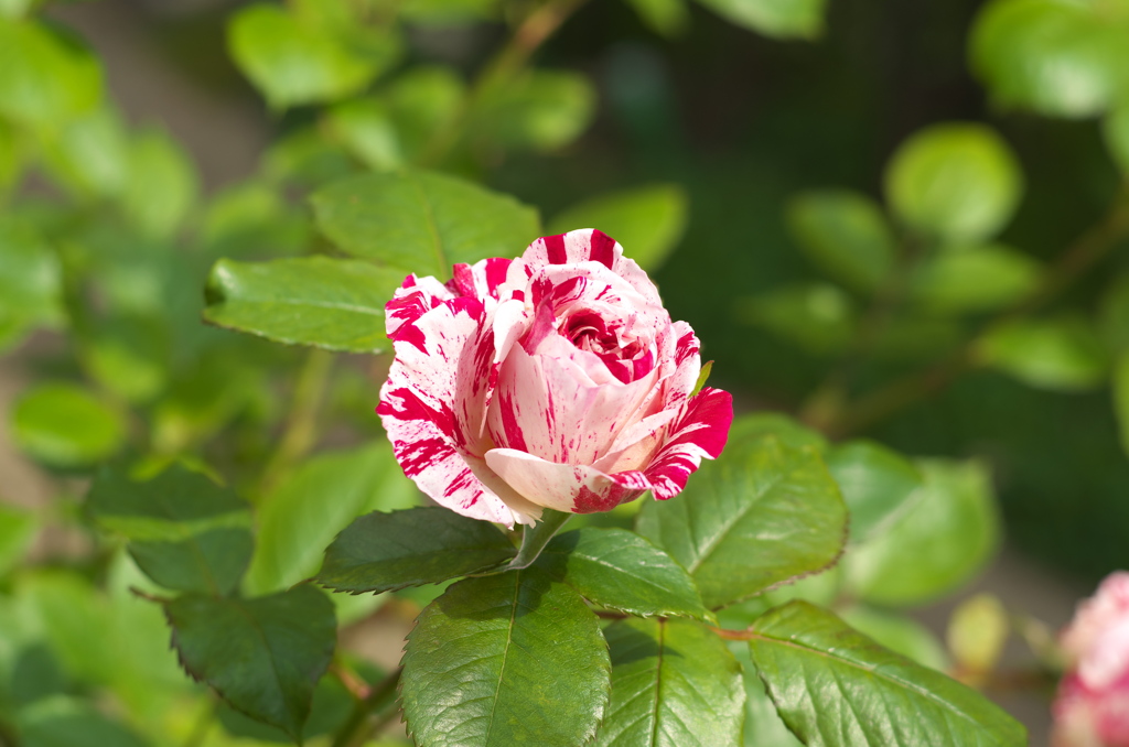 庭の薔薇