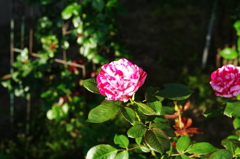 薔薇