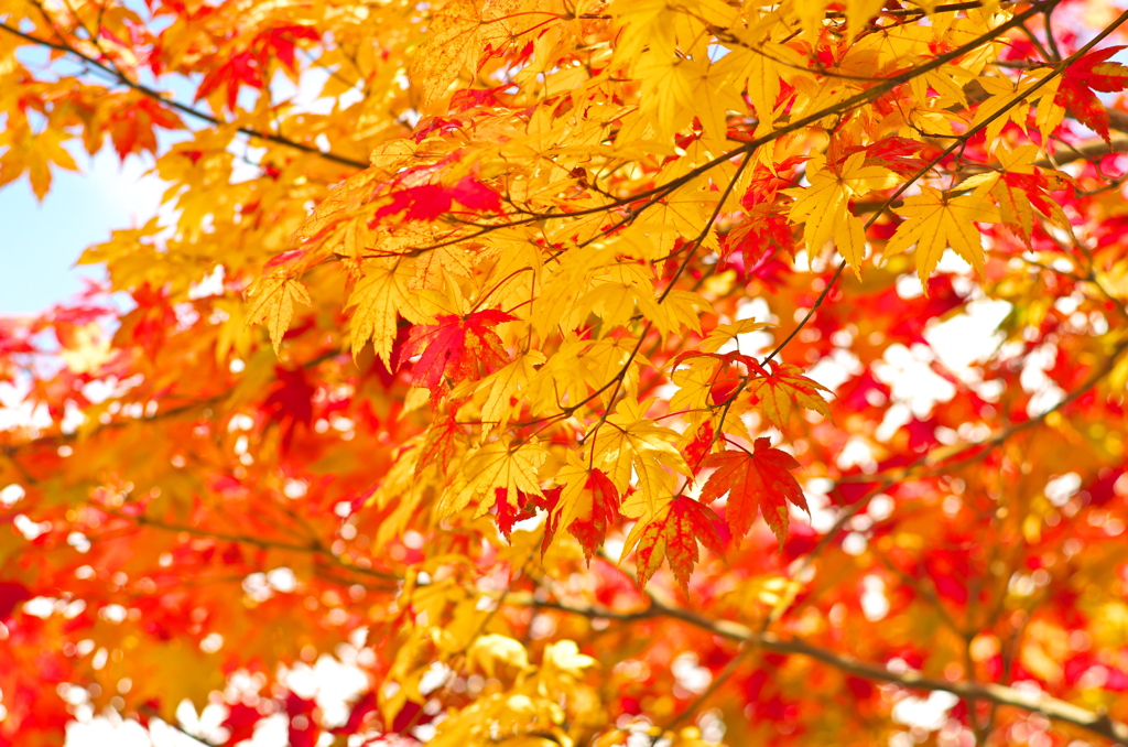 太平の紅葉⑩