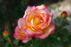 薔薇