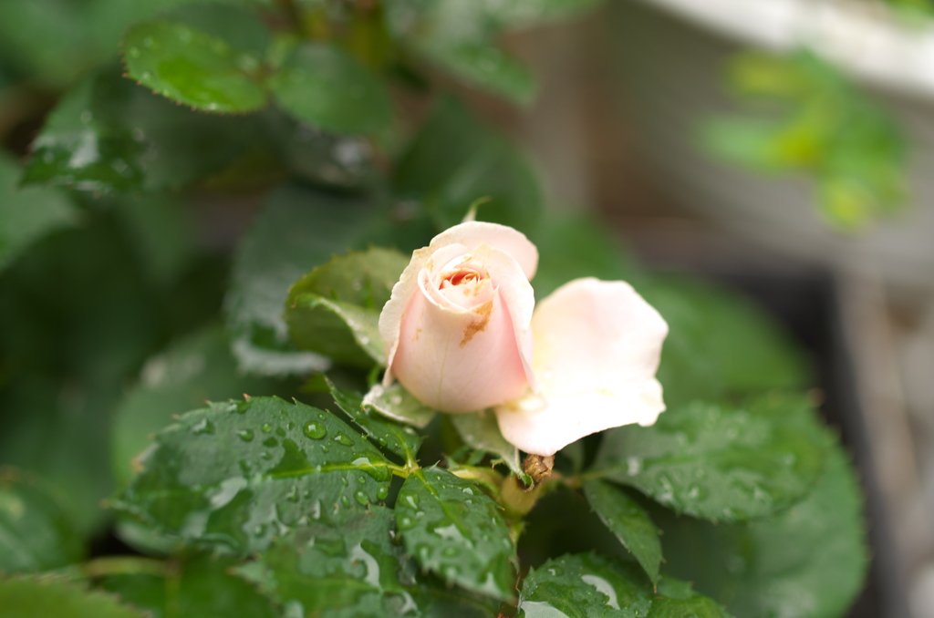 雨上がりの朝⑦