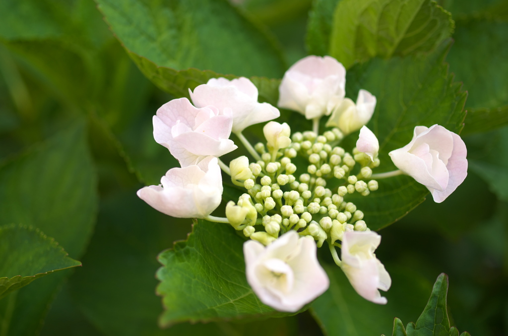 我が家の額紫陽花