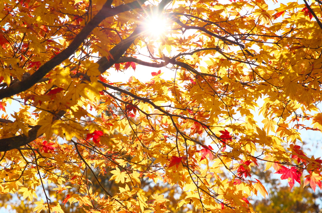 太平の紅葉⑤