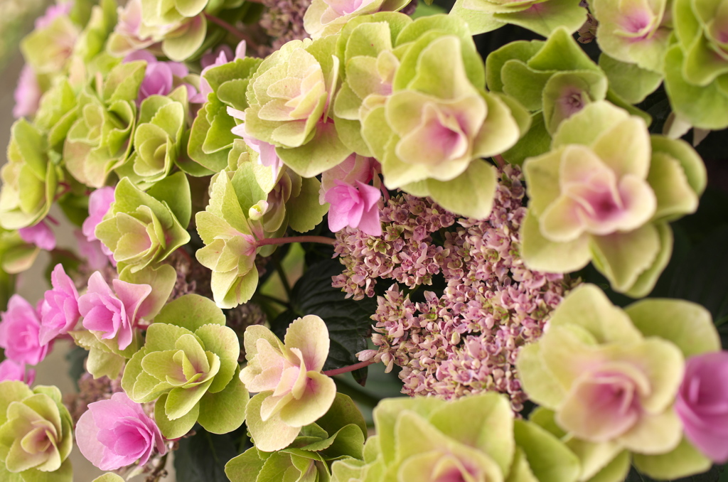 本日の「母の日の紫陽花」