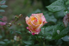 薔薇