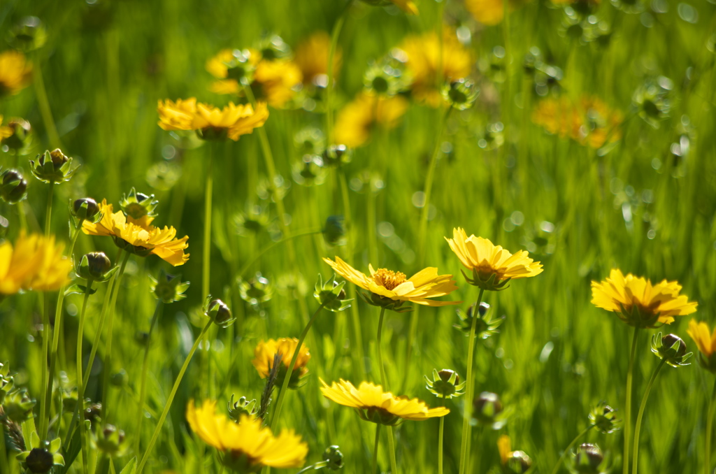 今年もいよいよ花の季節⑦
