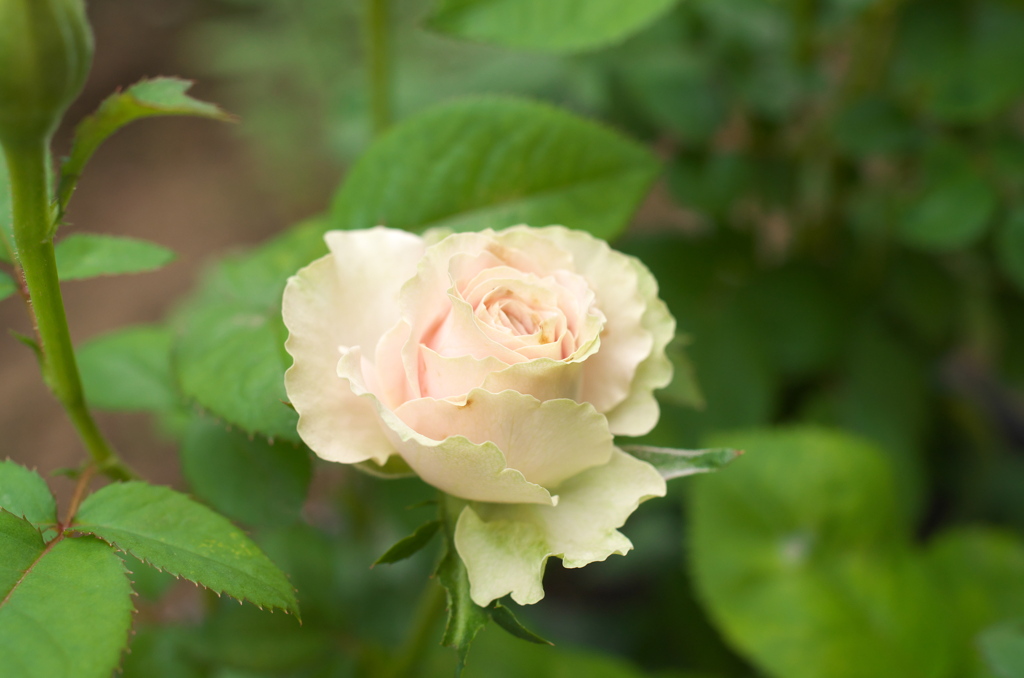 これなんていう小薔薇？
