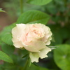 これなんていう小薔薇？