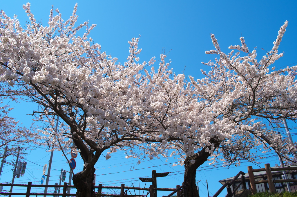 桜 新屋 大川端 twin桜