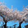 桜 新屋 大川端 twin桜