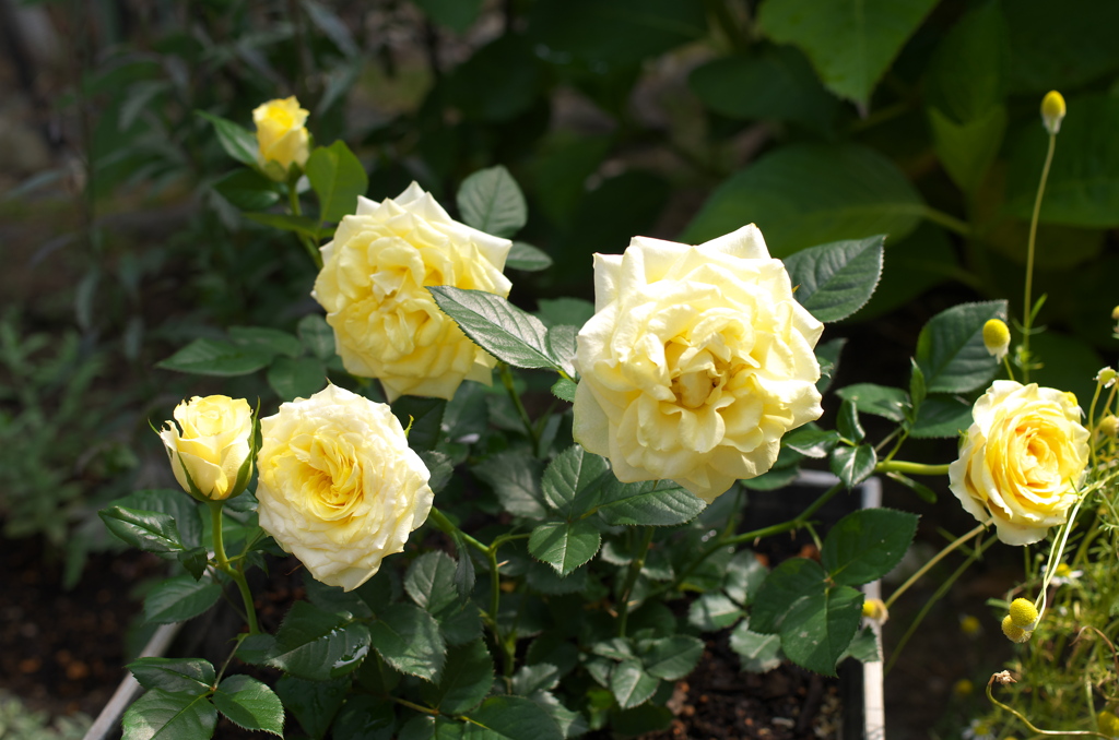 こちらの小薔薇も