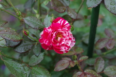 薔薇