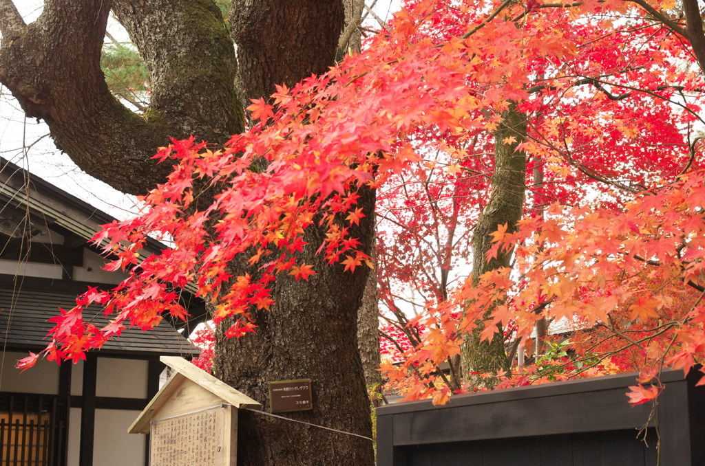 角館の紅葉③