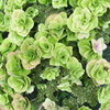 本日の「母の日の紫陽花」