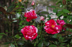 薔薇