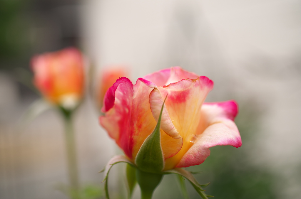 本日の薔薇，つぼみから！