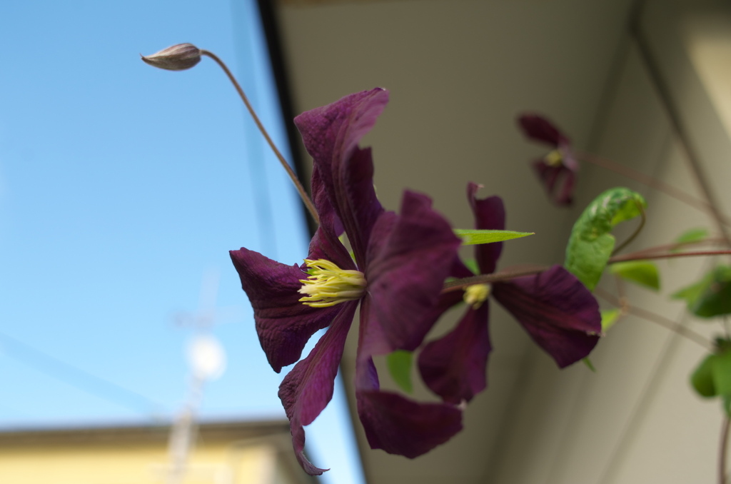 21mm気分 庭の花です