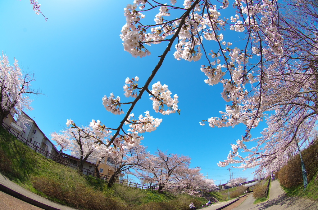 桜 新屋 大川端