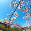 桜 新屋 大川端