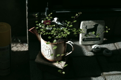 ワイヤープランツ