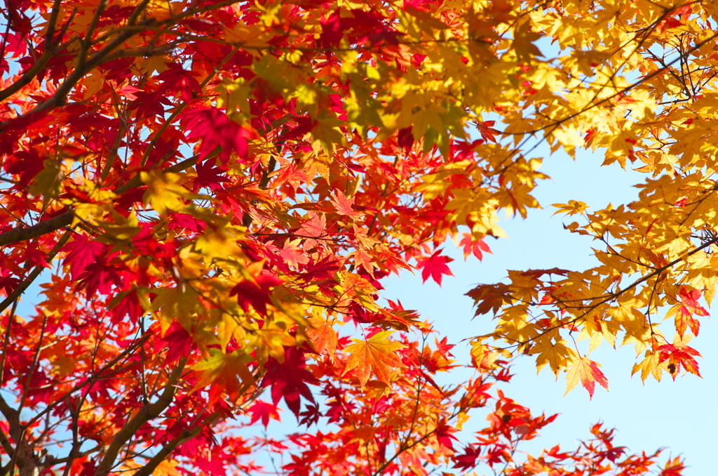 太平の紅葉⑥