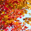 太平の紅葉⑥
