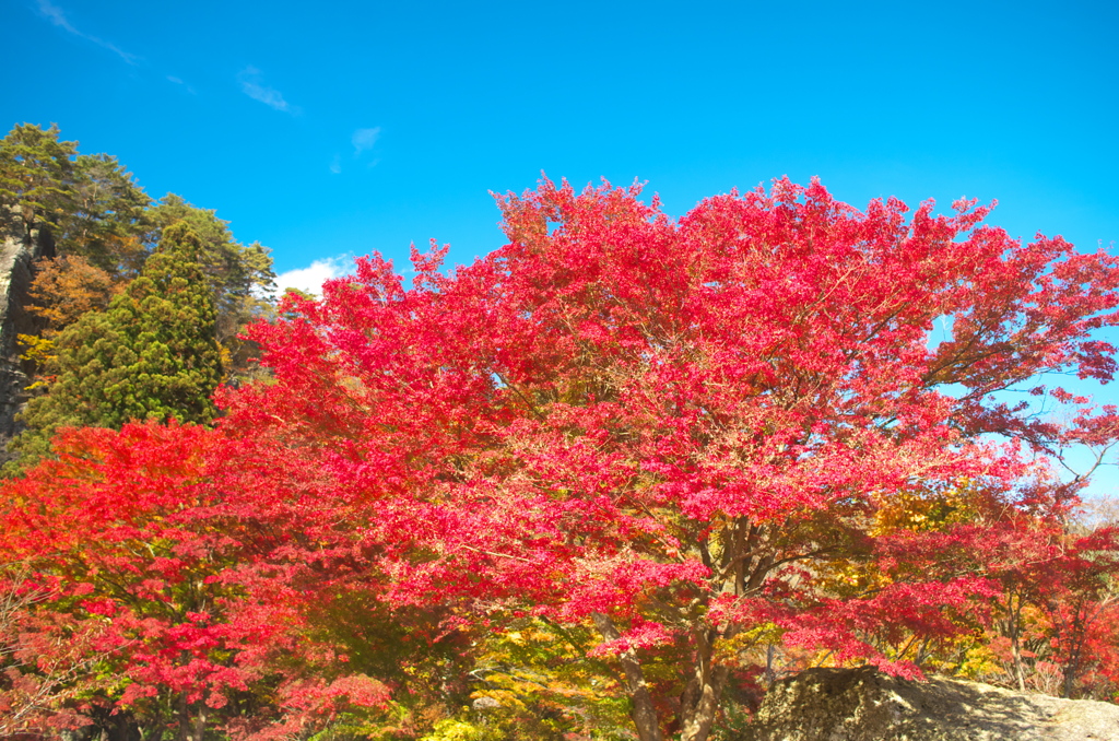 きみまち坂 紅葉④