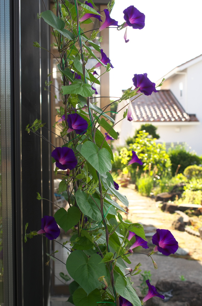本日の「朝顔」