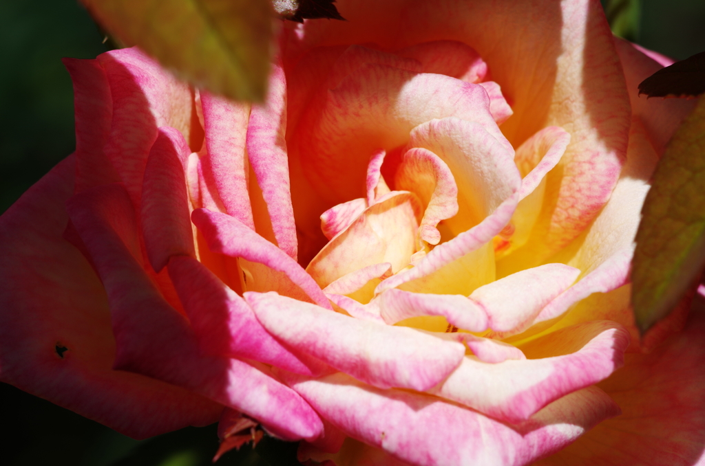 薔薇