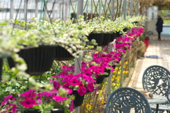 西目 ハーブワールドにて