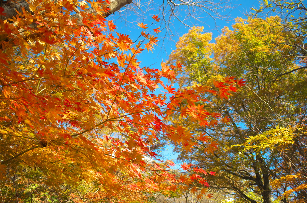 きみまち坂 紅葉