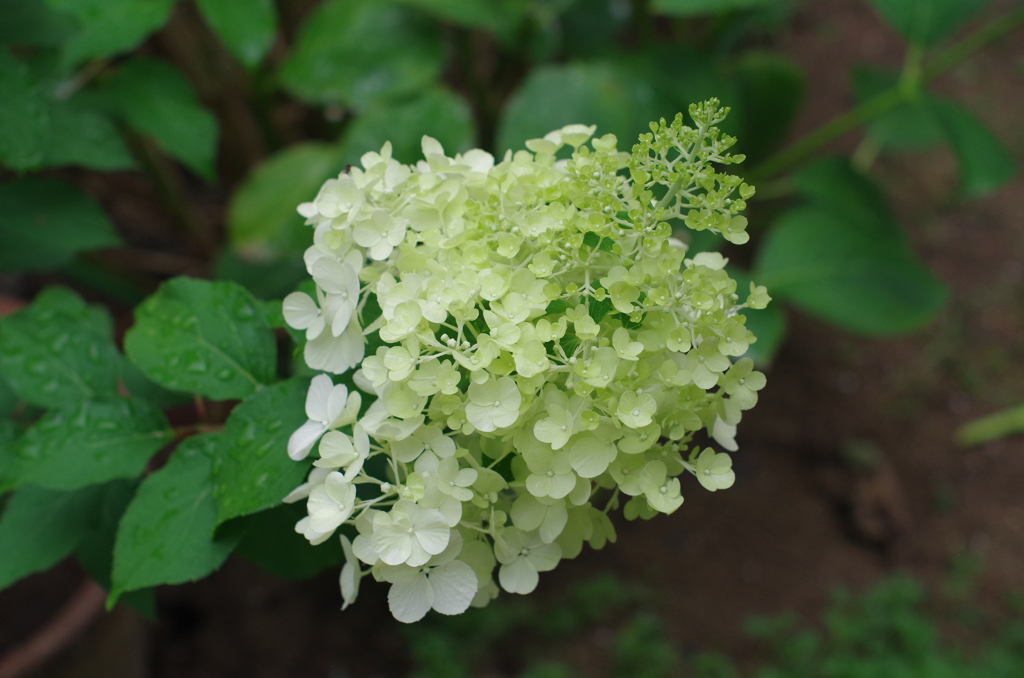 紫陽花