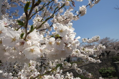 今年の桜はあっという間…②