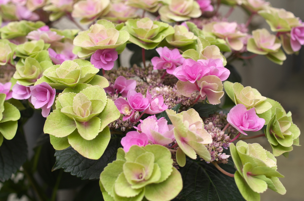 今日の「母の日の紫陽花」