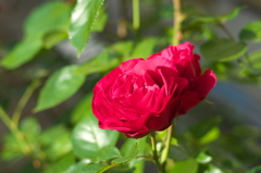 真紅の薔薇