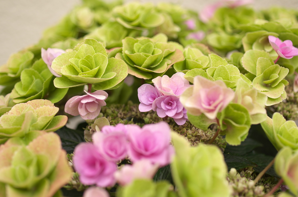 本日の「母の日の紫陽花」