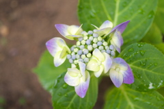 実家と我が家の境目に挿し木された紫陽花