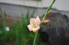 グラジオラス